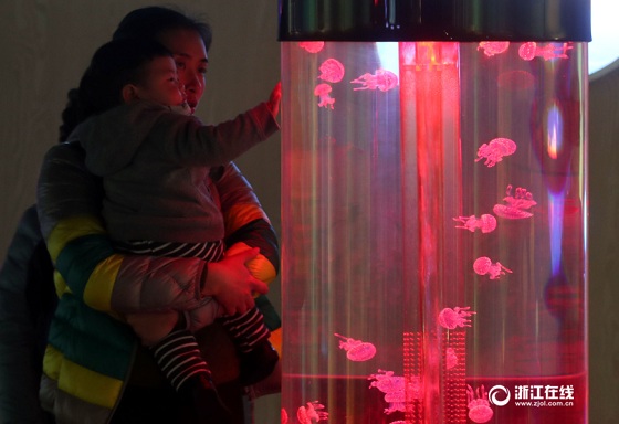 中国湿地博物馆举办水母展 500多只水母近距离看-图片版权归原作者所有