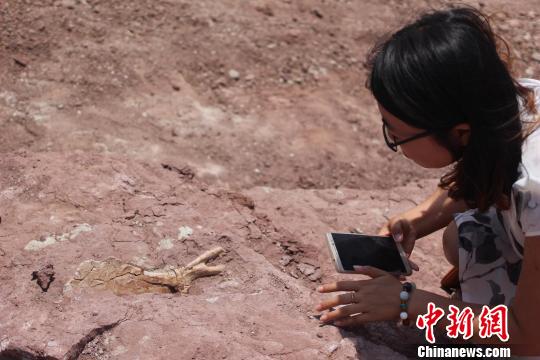 莱阳白垩纪地质遗址新发现类型丰富的恐龙化石